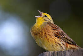 Yellowhammer