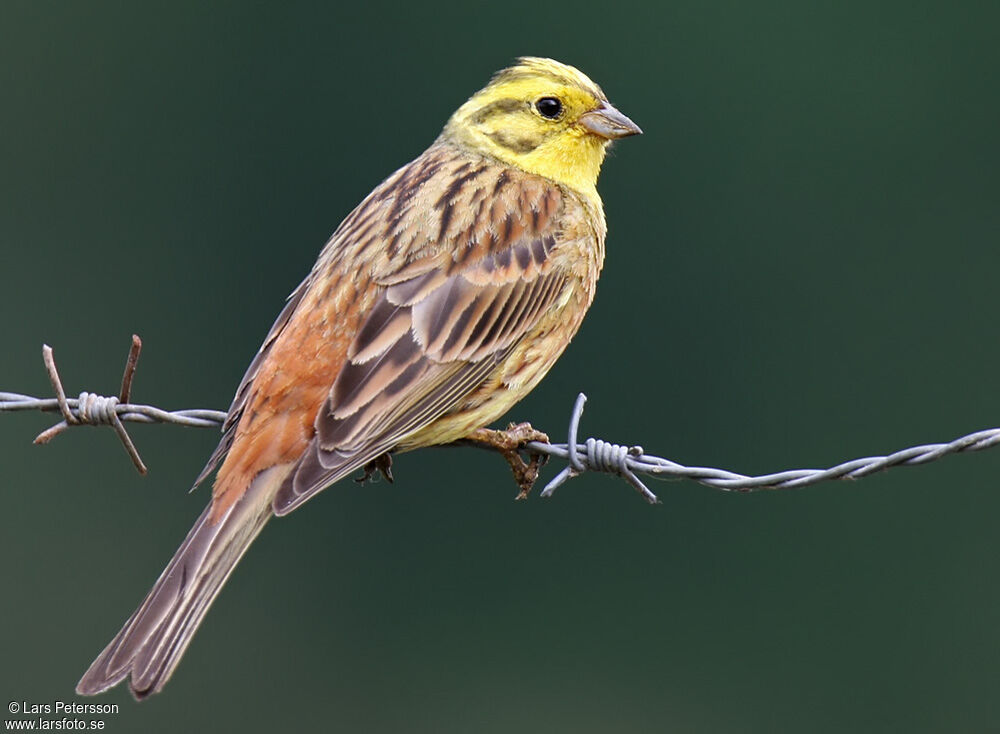 Bruant jaune