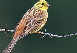 Yellowhammer