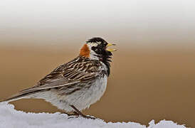 Lapland Longspur