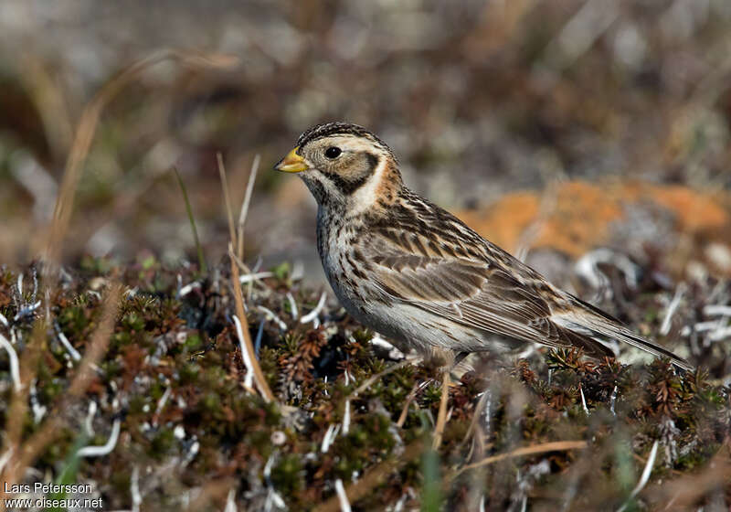 Lapland Longspur female adult breeding, identification