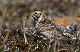 Lapland Longspur