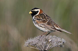 Lapland Longspur