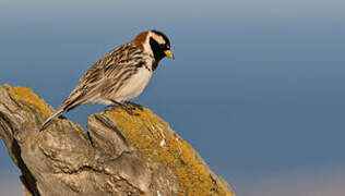 Lapland Longspur