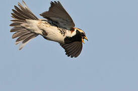 Lapland Longspur