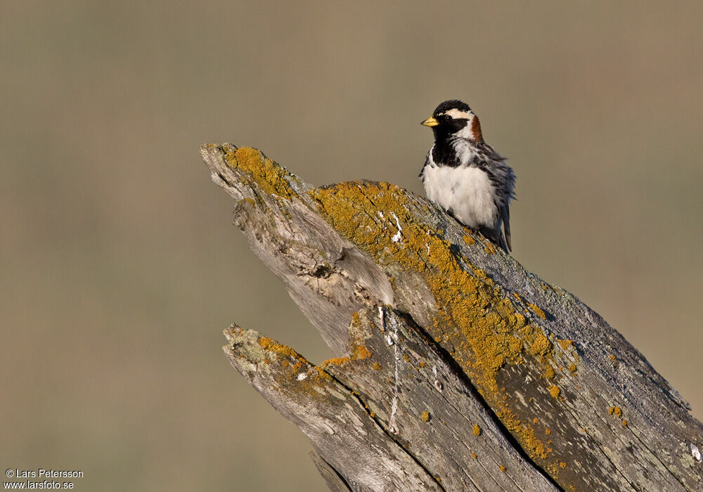 Lapland Longspur