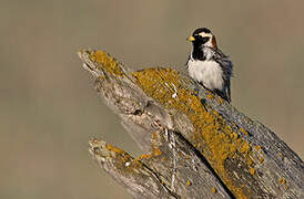 Lapland Longspur