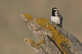 Lapland Longspur