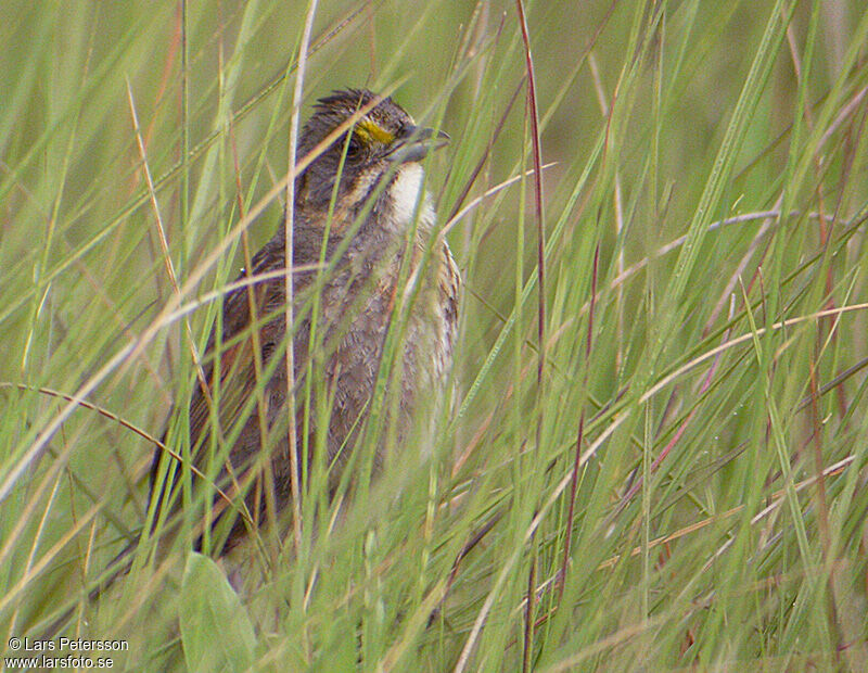 Seaside Sparrow