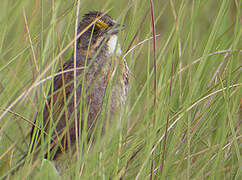 Seaside Sparrow