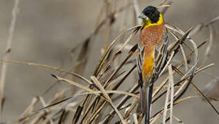 Black-headed Bunting