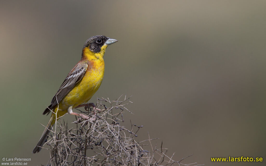 Black-headed Bunting