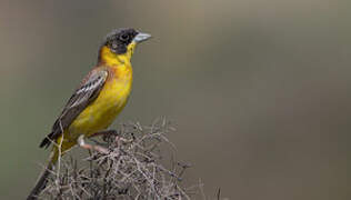 Black-headed Bunting