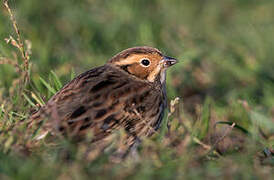 Little Bunting