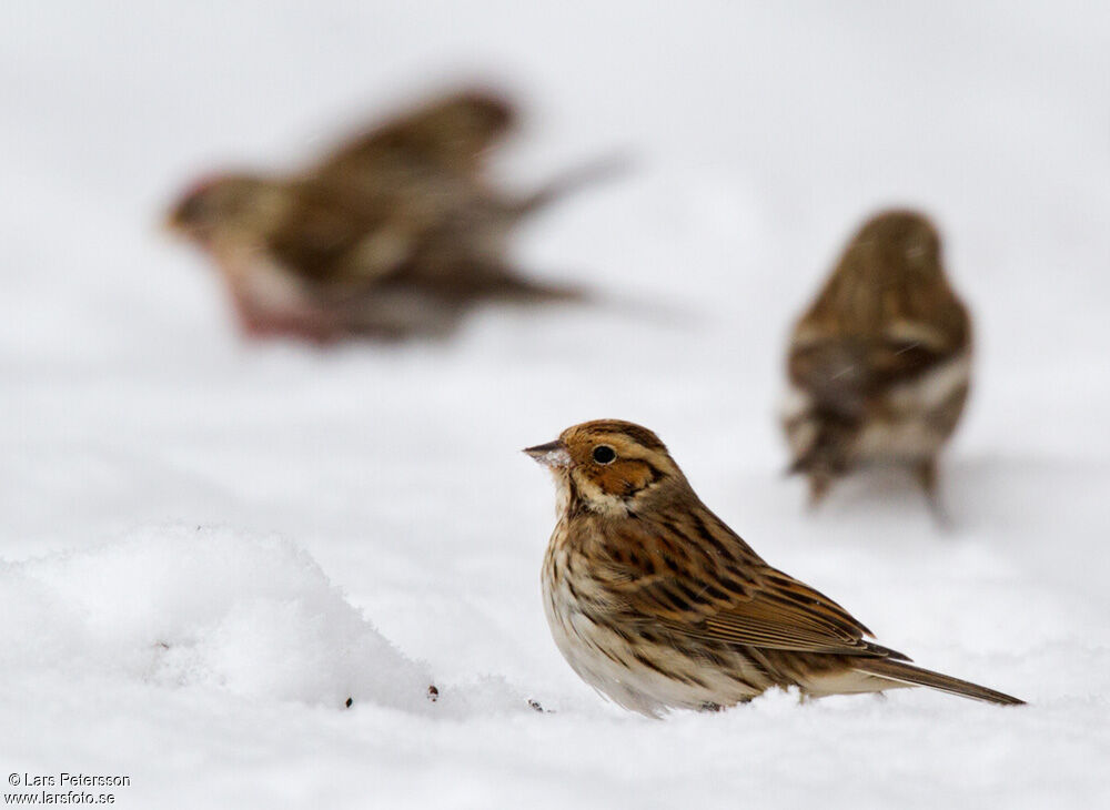 Little Bunting