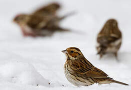 Little Bunting