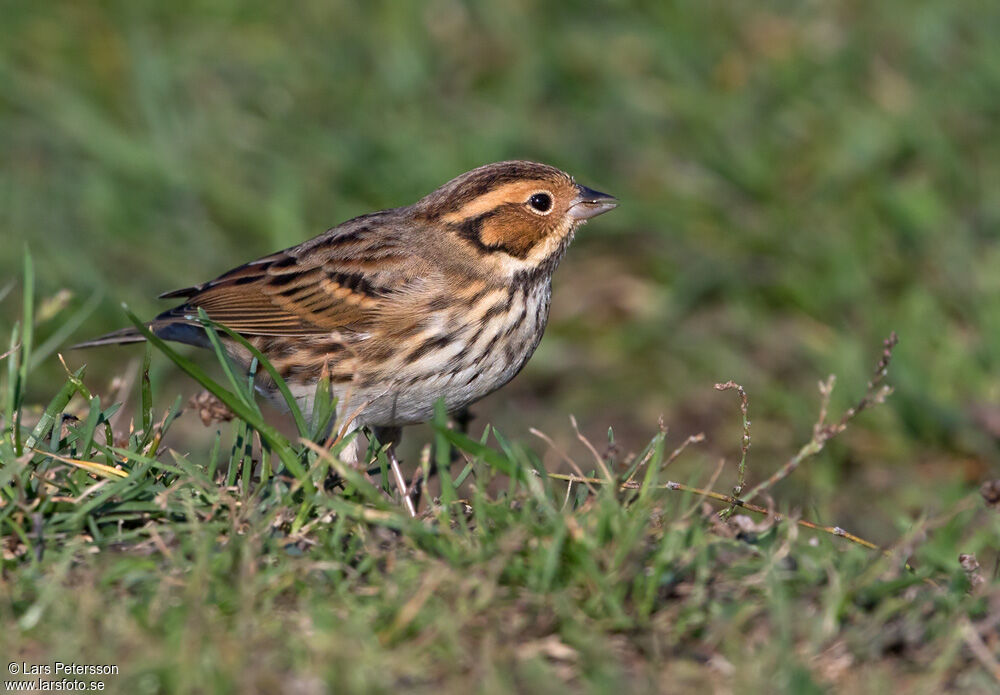 Little Bunting