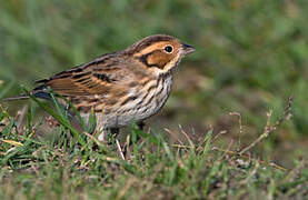 Little Bunting