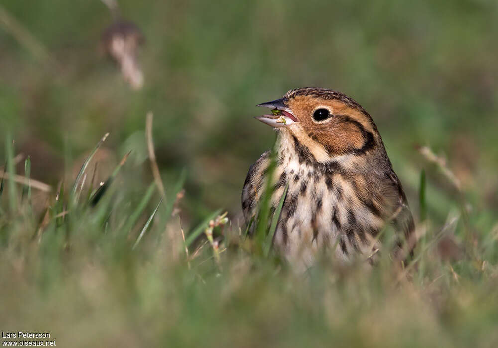 Little Buntingadult, close-up portrait, eats