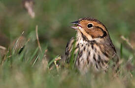 Little Bunting