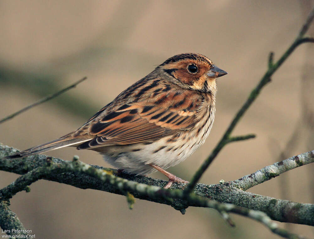 Little Buntingadult, identification