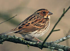 Little Bunting