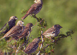 Lark Bunting