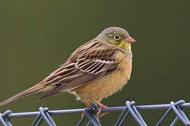 Ortolan Bunting