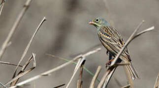 Ortolan Bunting