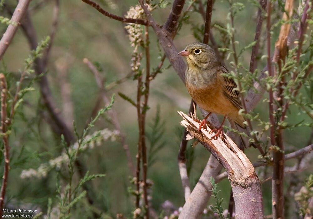 Ortolan Bunting