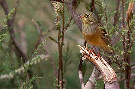 Ortolan Bunting