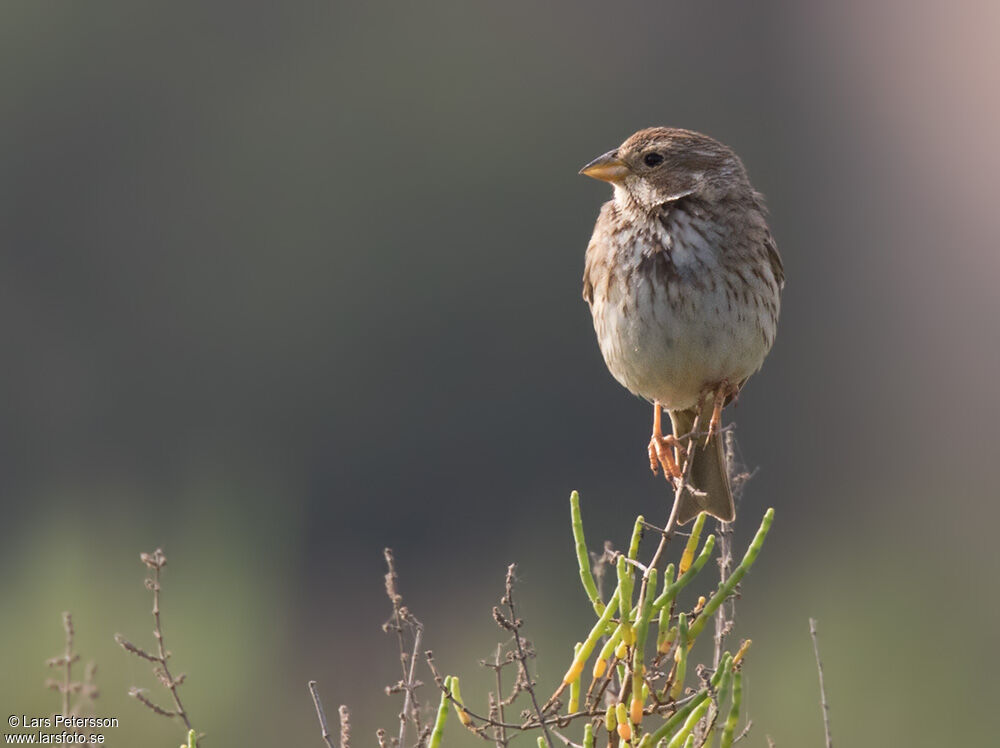 Corn Bunting