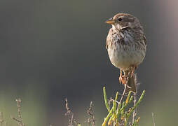 Corn Bunting