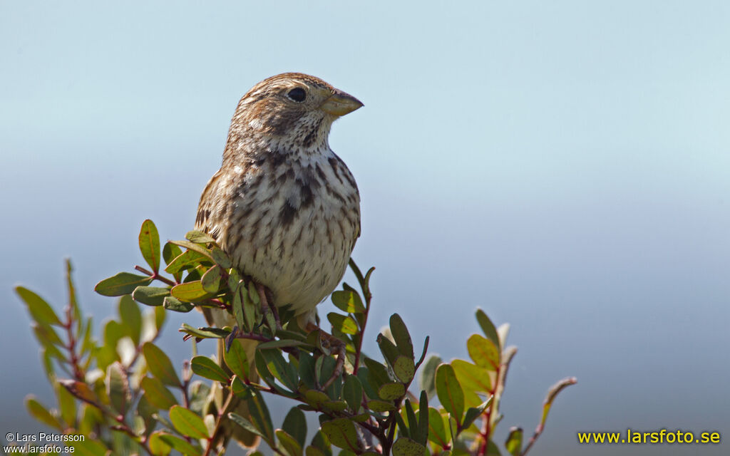 Corn Bunting