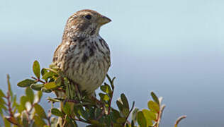 Corn Bunting