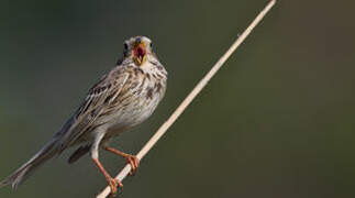 Corn Bunting