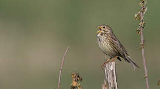 Corn Bunting