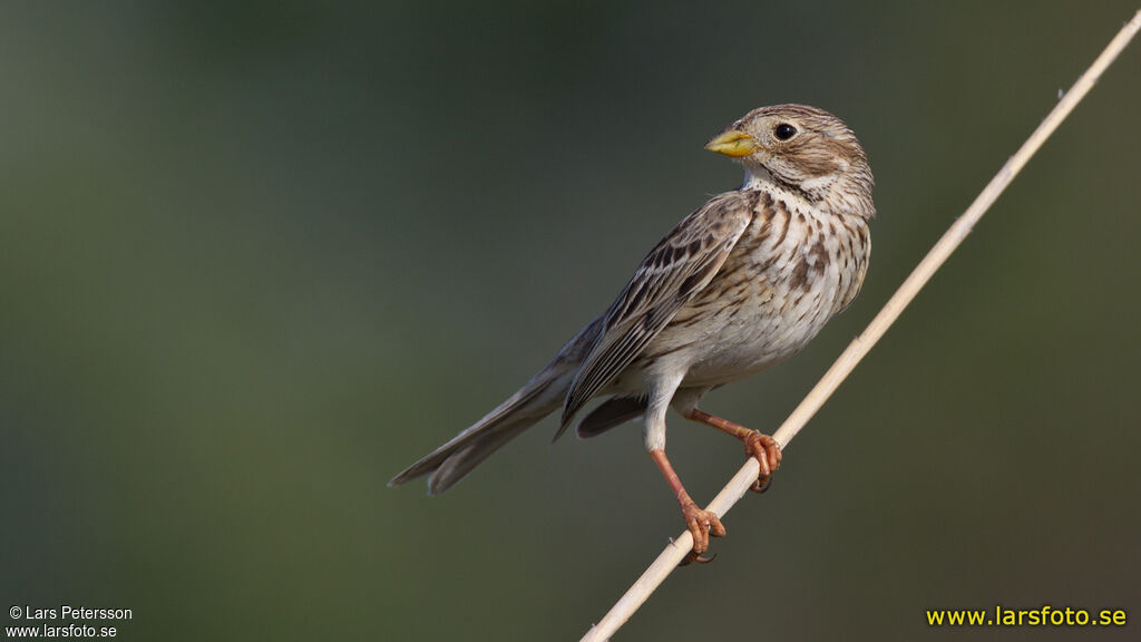 Corn Bunting