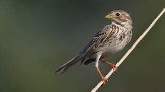 Corn Bunting