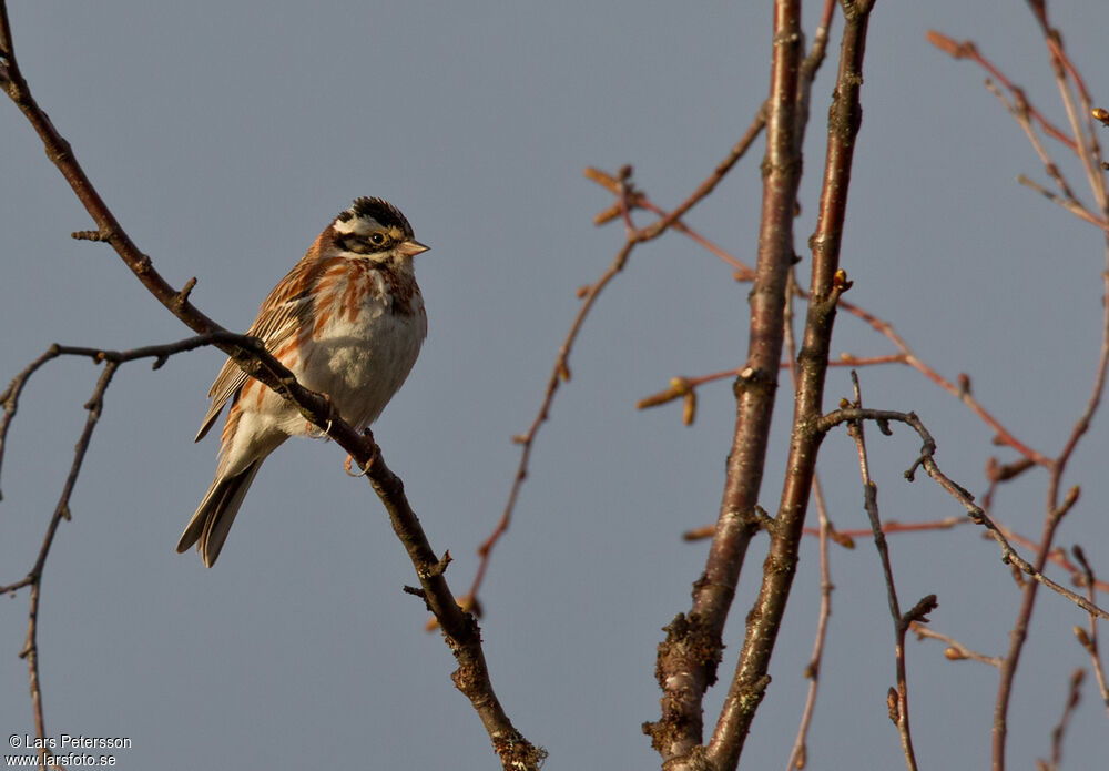 Rustic Bunting