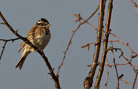 Rustic Bunting