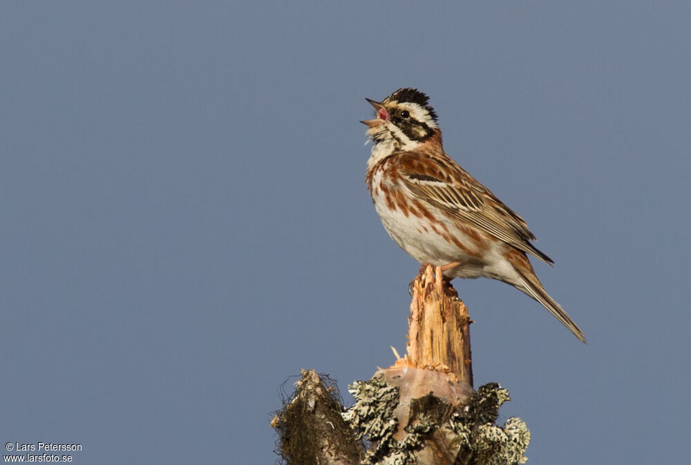 Rustic Bunting