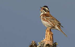 Rustic Bunting