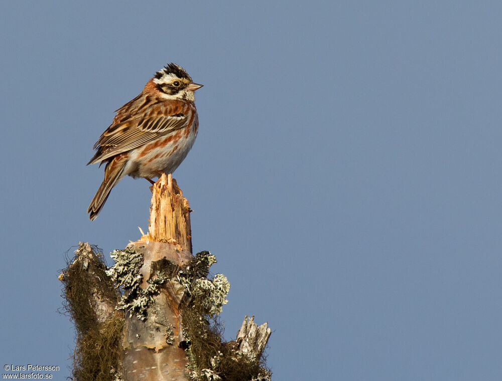 Rustic Bunting