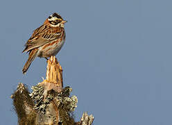 Rustic Bunting