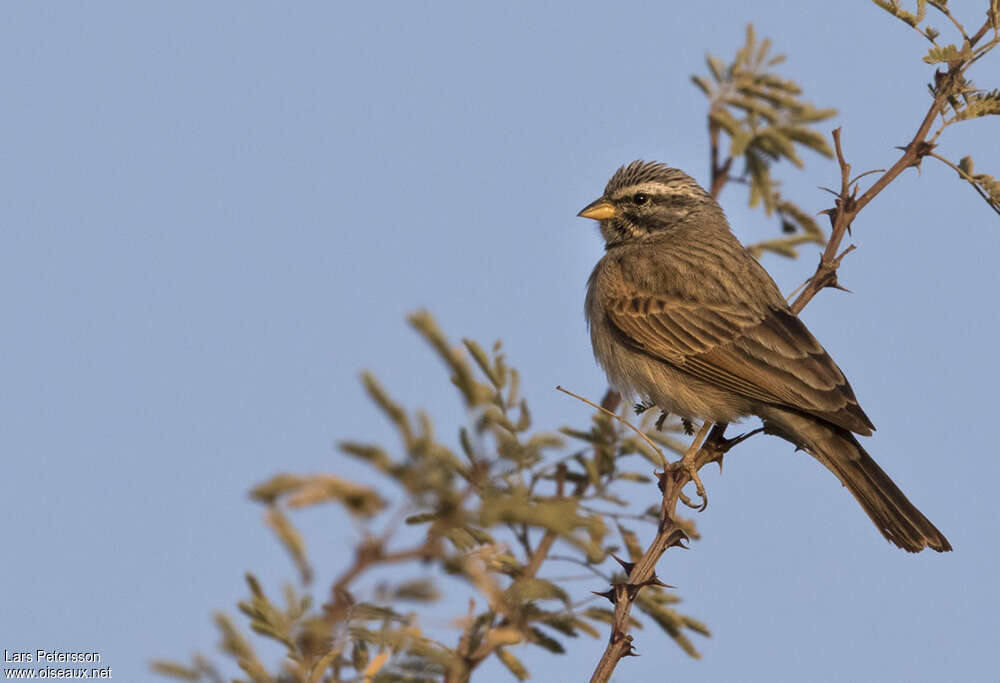 Bruant striolé mâle adulte, habitat, pigmentation