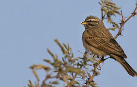 Striolated Bunting