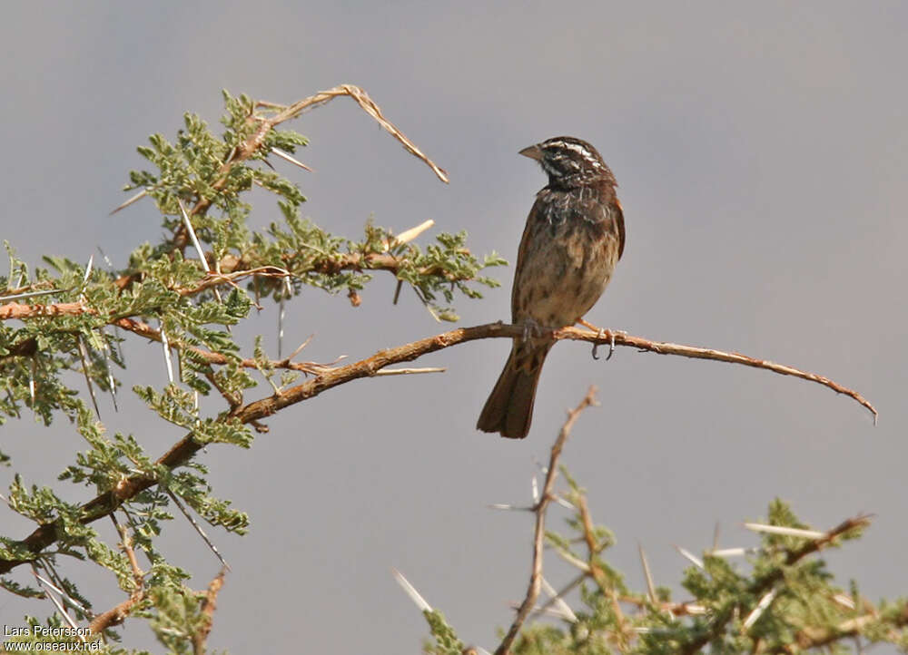 Bruant strioléadulte, habitat, pigmentation