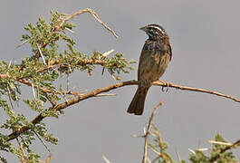 Striolated Bunting