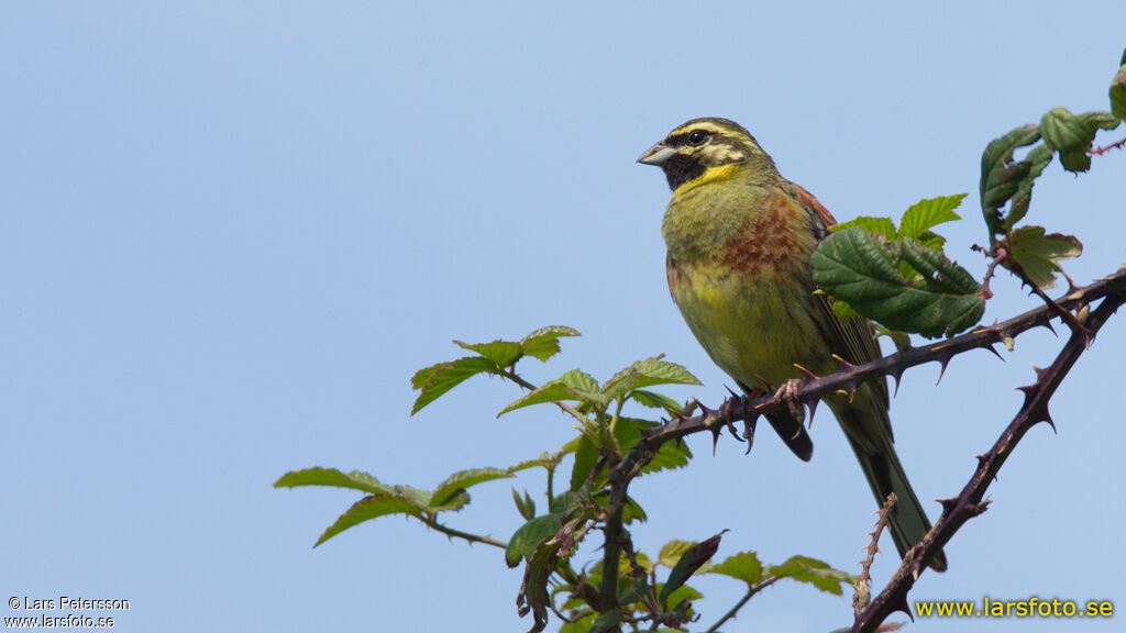 Cirl Bunting